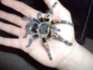 tarantulas 019.jpg