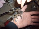 tarantulas 043.jpg