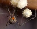1_21_spider_brown_widow.jpg