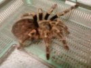 G.pulchripes_MF_1.jpg