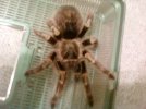 G.pulchripes_MF_2.jpg