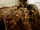 G.pulchripes_1.jpg