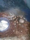 Smithi.jpg