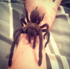 Pandora on arm post molt.png