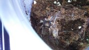 Greenbottle Blue Tarantula day One 16 March 2016.jpg