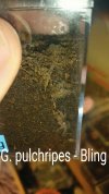 Bling.jpg