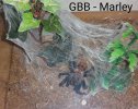 Marley.jpg