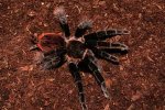 tarantula.jpg