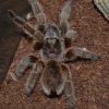 CRH Tarantula.JPG