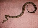 Omi, Suriname Boa Constrictor Constrictor, a true red tail..JPG