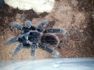 Lasiodora Parahybana.jpg