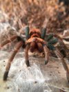 A Beginner's Guide to Choosing a Tarantula Companion