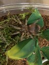 Alfonso Faustino_Brachypelm Hamorii_Tarantuala_Arogog_2.jpeg