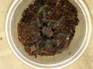 T. vagans sling.jpg