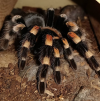 Identifying Common Tarantula Species and Potential Bite Risk