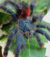 Keeping Clean: Proper Tarantula Enclosure Hygiene