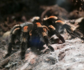 A Trusted Vendor: Why the Source of Your Tarantula’s Food Matters