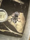 Identify tarantula species please help