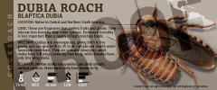 dubia roach.jpg
