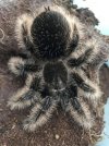 T albopilosum.jpg