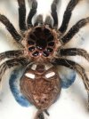 T albopilosum molt.jpg