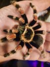 my smithi.jpg