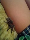 cuddle spider.jpg