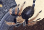 B.Boehmei.png