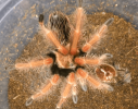 B. Boehmei.png