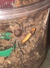 white knee mealworm.jpg