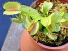 P4230007flytrap.JPG