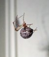 housespider.JPG