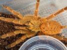 OBT female.jpg