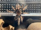 aragog_molted today.jpg