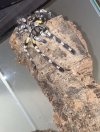 P. Regalis.jpg