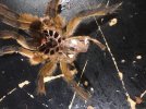 H_Pulchripes_Molt_July_2023.jpg