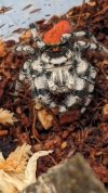 Phidippus adumbratus.jpg