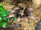 Brachypelma emilia - Watermarked.jpg