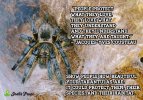 Tarantula with Cousteau Quote WATERMARKED (1).jpg