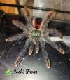 Avicularia braushauseni - Watermarked 0003 (1).jpg