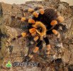 Brachypelma smithi  - Watermark 1 (1).jpg