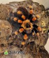 Brachypelma smithi  - Watermark 2 (1).jpg