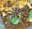 Phormictopus auratus juvenile - Watermarked (1).jpg