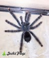 Avicularia avicularia M1 NGB 01 - Watermarked.jpg