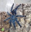 Avicularia avicularia M1 NGB 02 - Watermarked.jpg