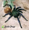 Chromatopelma cyaneopubescens - webs - Watermarked.jpg