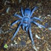 Pseudhapalopus Sp Blue - Watermarked.jpg