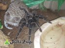 Lasiodora parahybana AF-  Watermarked.jpg