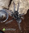 Lampropelma carpenteri - Watermarked.jpg