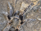 Aphonopelma_seemani.png
